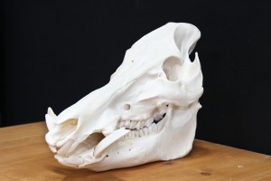 Twilight Custom Skulls - 058