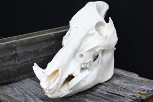 Twilight Custom Skulls - 059
